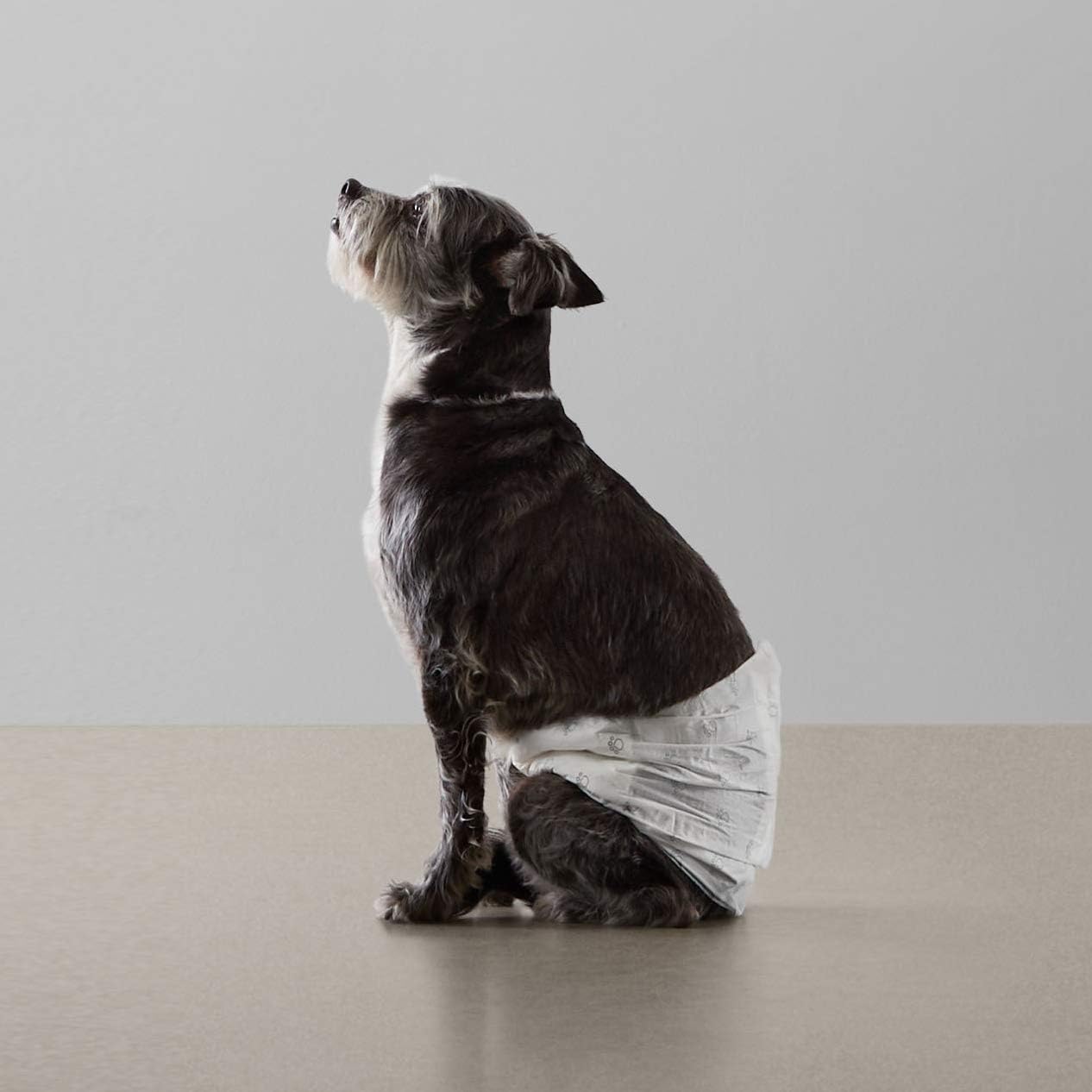 Pannolini usa e getta per cani Amazon Basics
